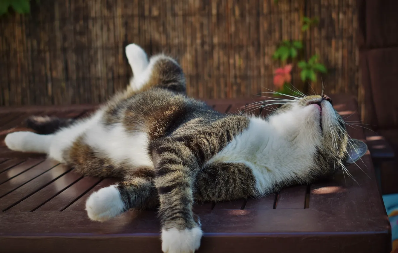 Photo wallpaper cat, cat, bench, pose, paws, shop, lies, bench