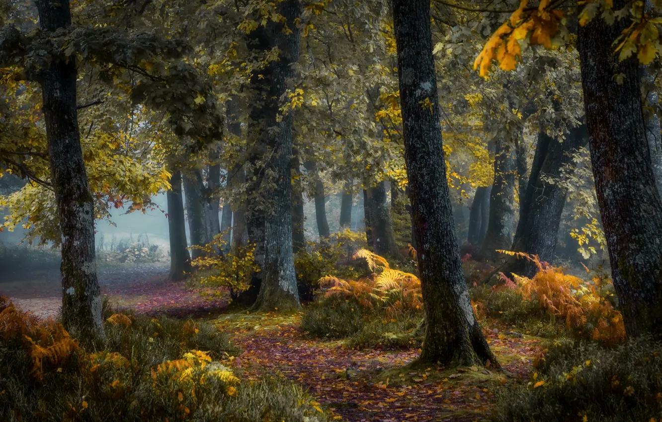 Photo wallpaper forest, trees, nature