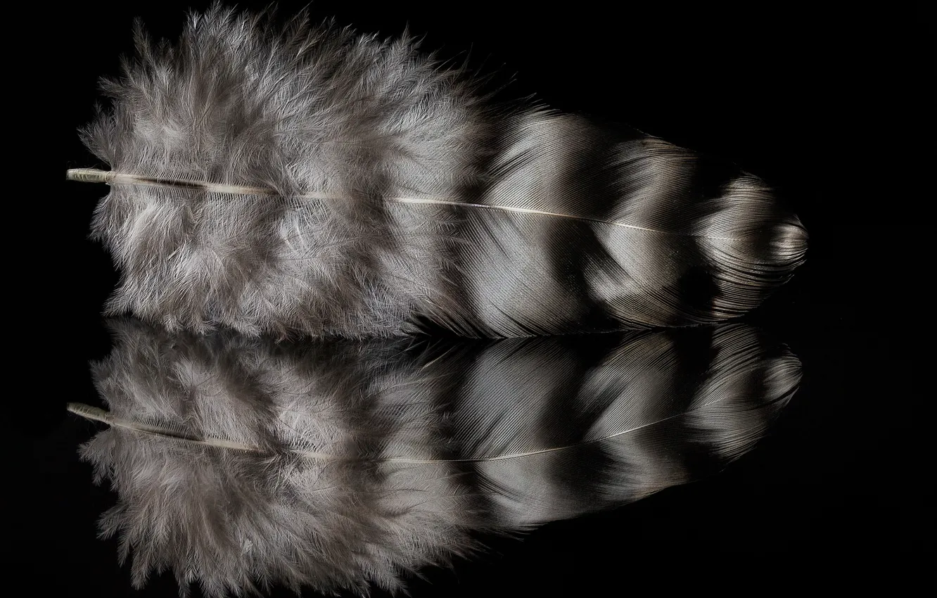 Photo wallpaper reflection, feathers, motley