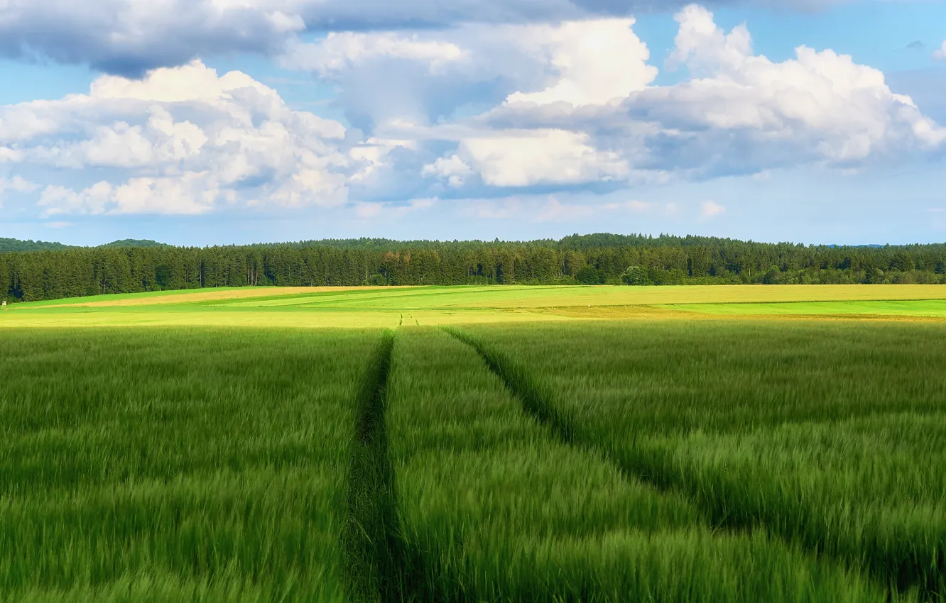 Photo wallpaper road, greens, field, forest, summer, the sky, clouds, blue