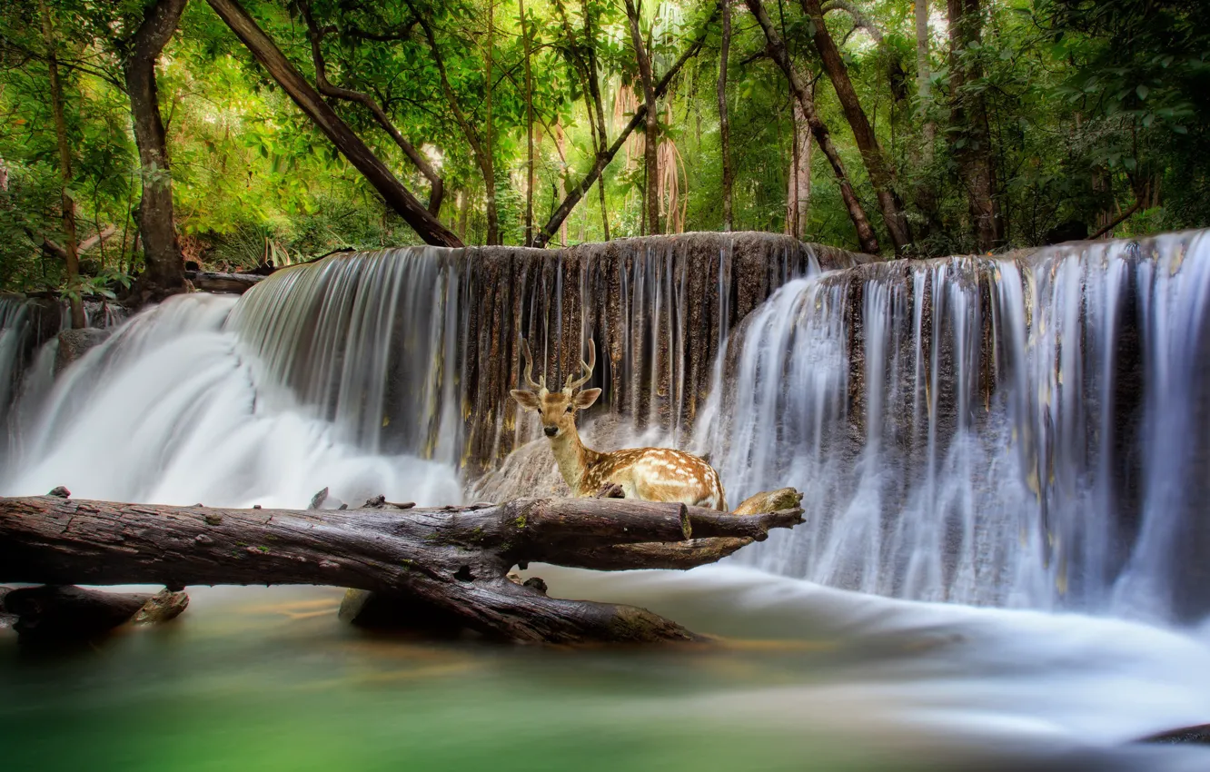 Photo wallpaper forest, trees, nature, stones, animal, waterfall, deer, Thailand