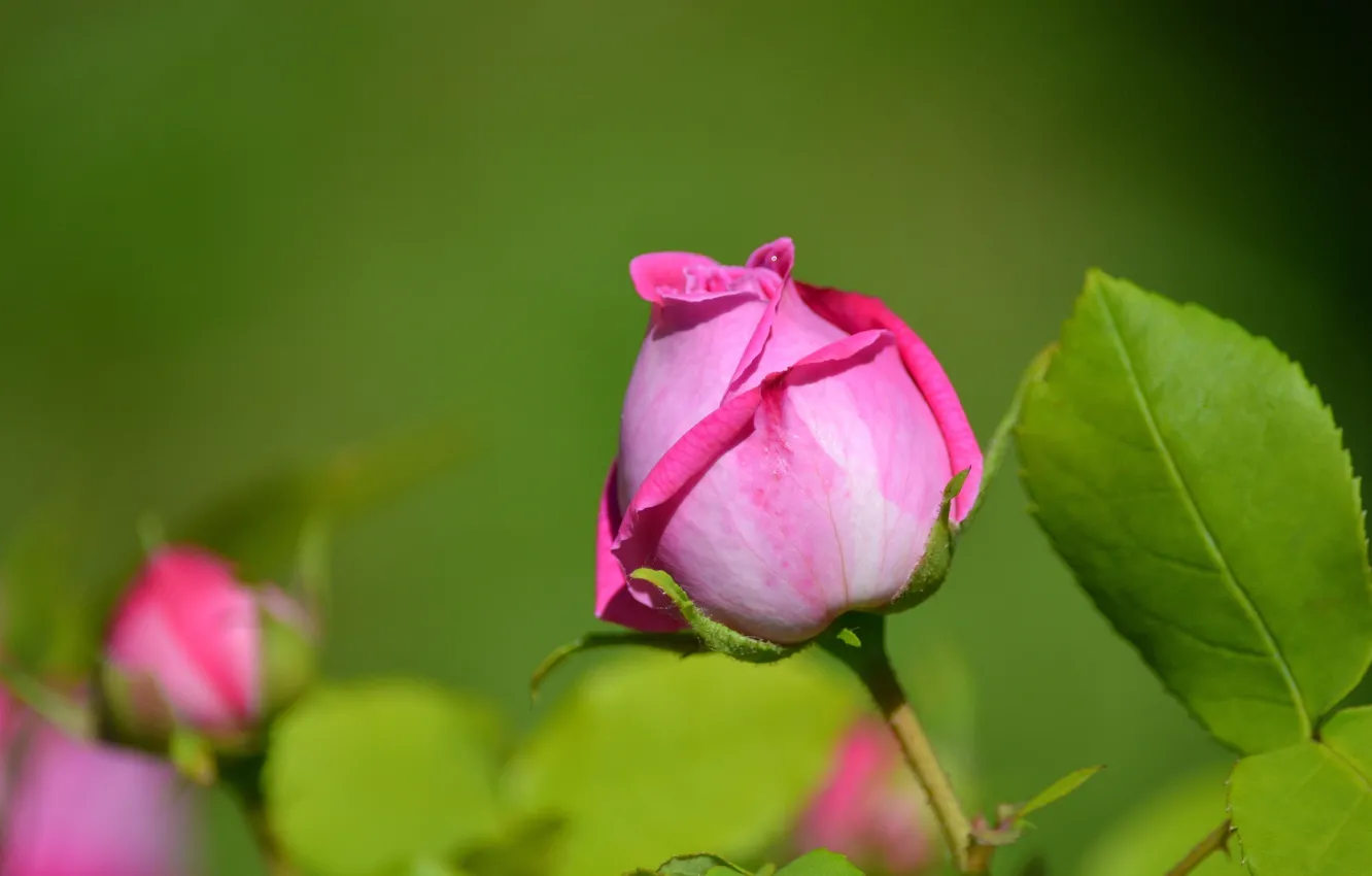 Photo wallpaper leaves, macro, rose, petals, Bud