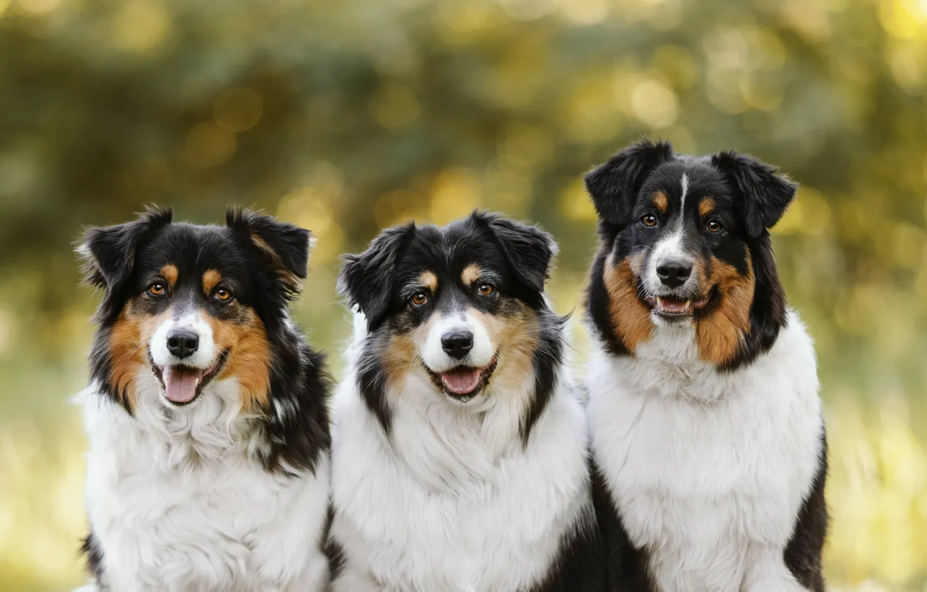 Photo wallpaper language, look, face, nature, pose, background, portrait, dog