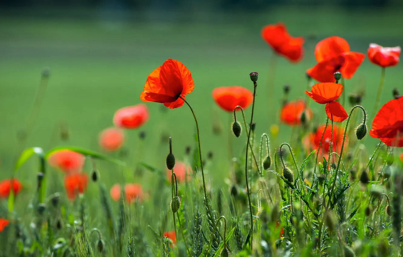 Photo wallpaper greens, summer, flowers, red, Maki, bokeh