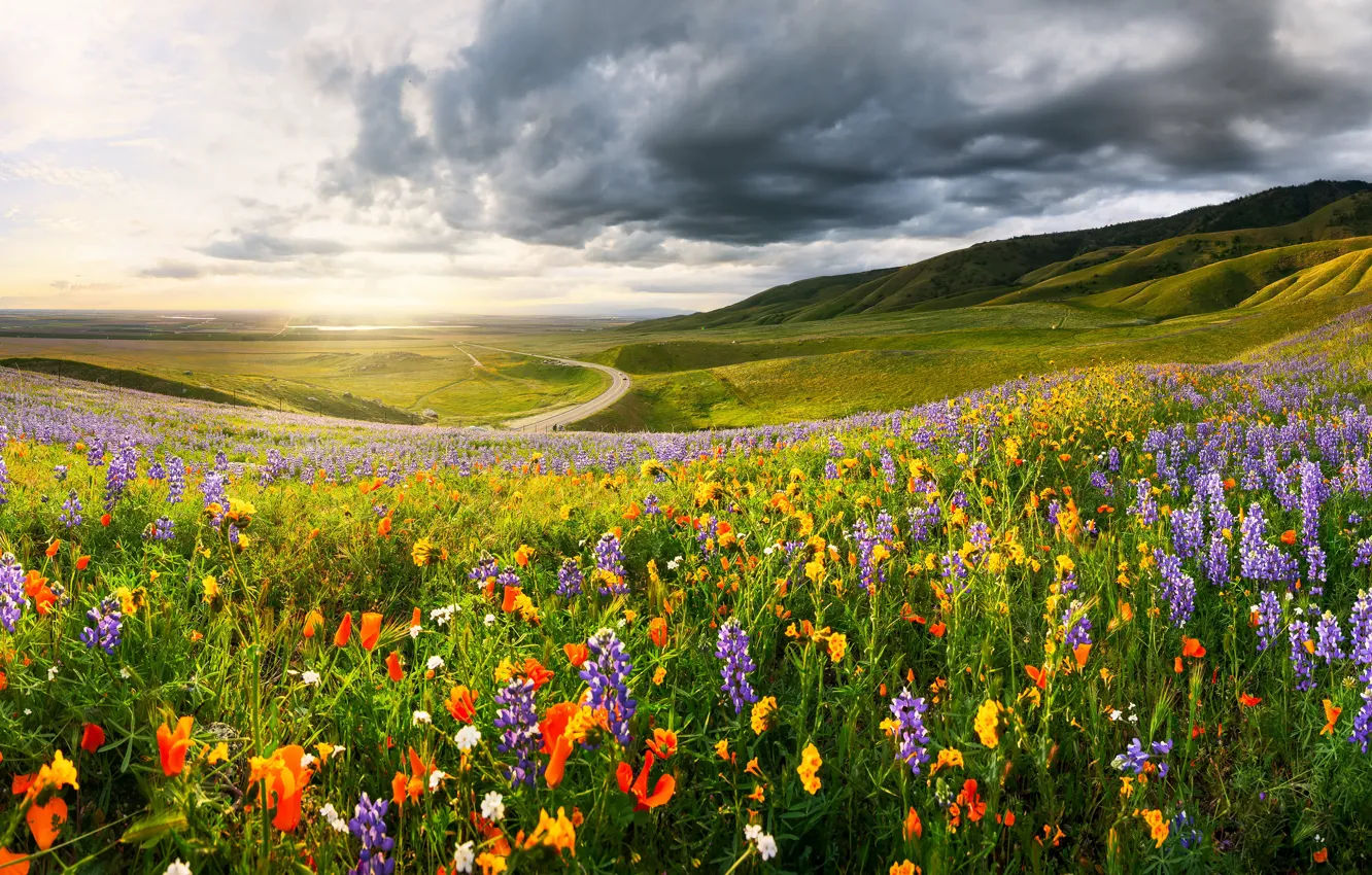 Photo wallpaper road, field, summer, the sky, clouds, light, flowers, mountains