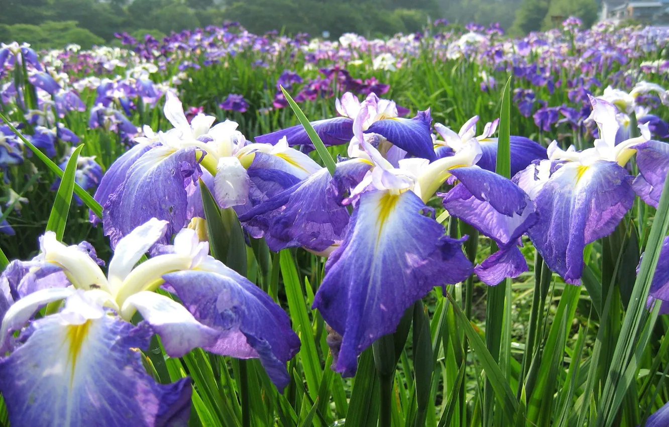 Photo wallpaper greens, field, leaves, flowers, spring, petals, a lot, lilac