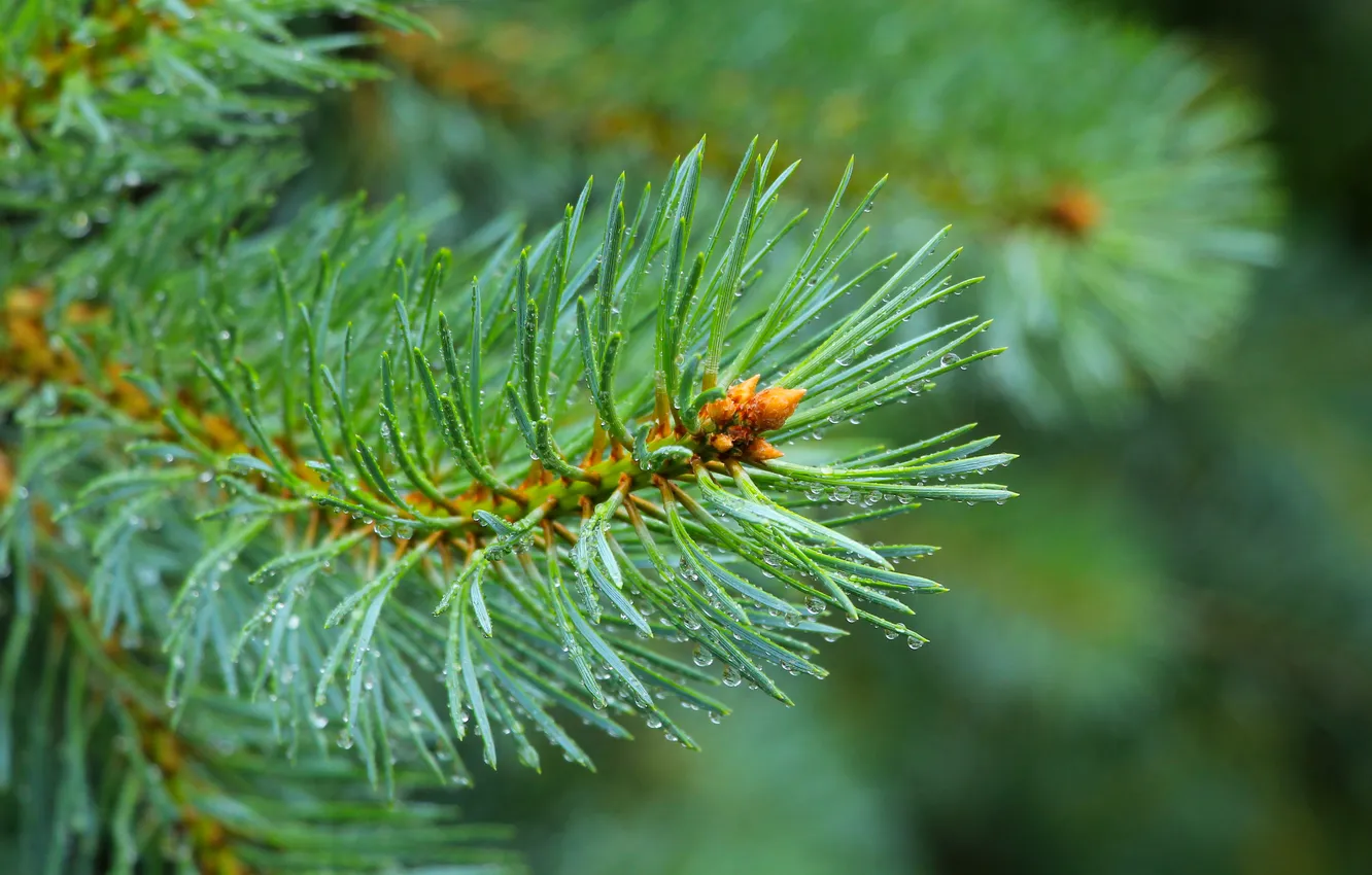 Photo wallpaper green, pine, twig