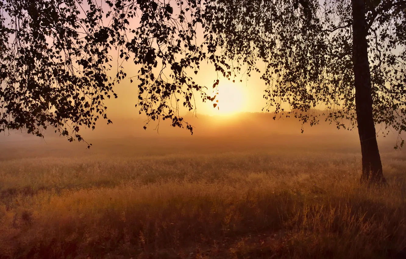 Photo wallpaper field, grass, the sun, fog, tree, dawn, branch, foliage