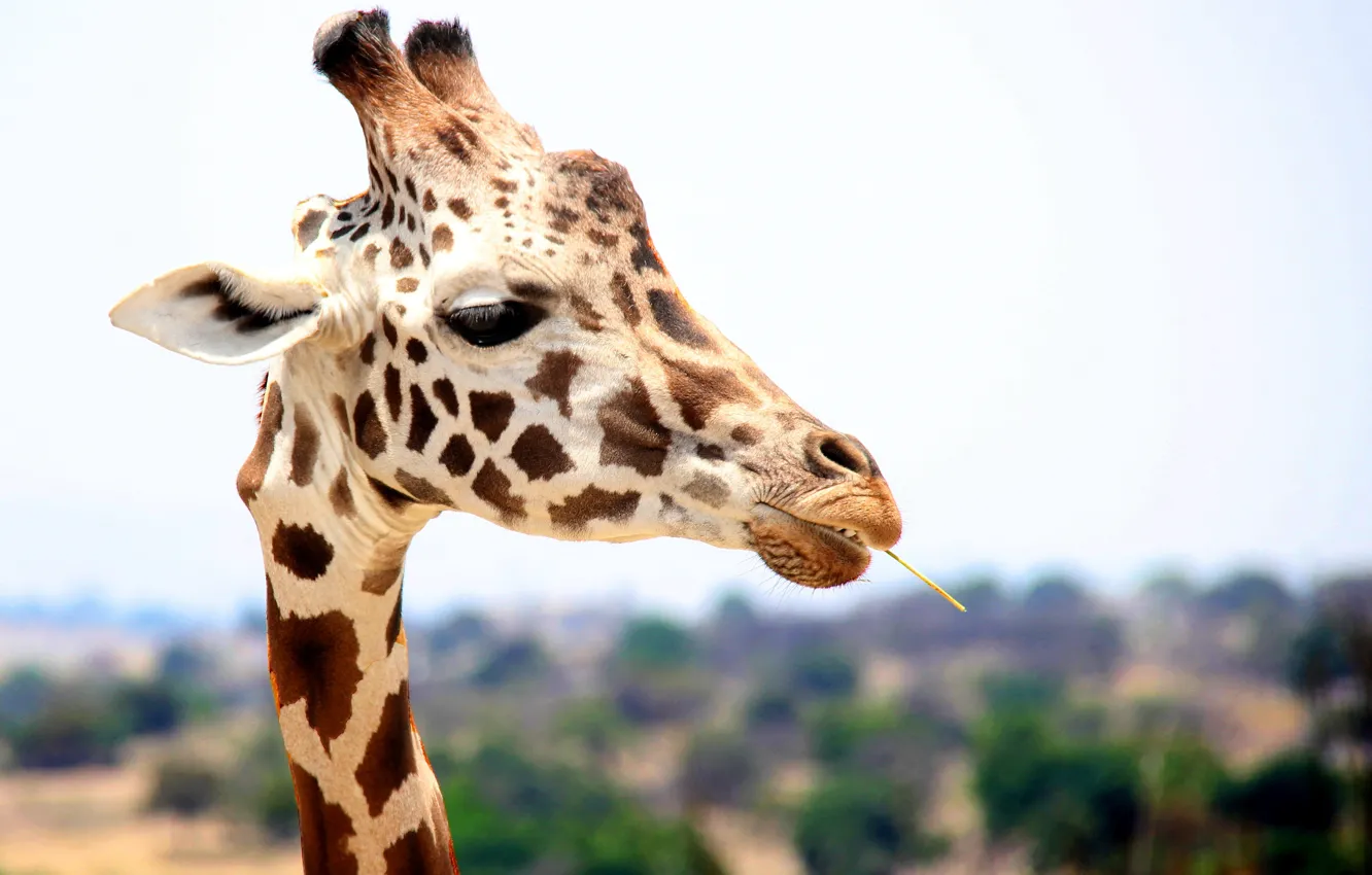 Photo wallpaper Nature, Giraffe, Africa, Animal