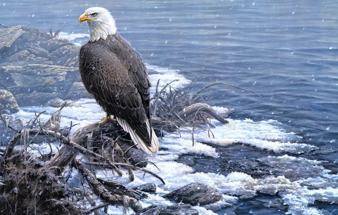 Photo wallpaper winter, look, snow, branches, nature, bird, eagle, shore