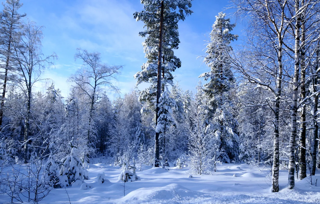 Photo wallpaper winter, forest, snow, a lot