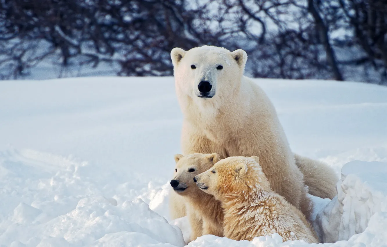 Photo wallpaper winter, look, face, snow, branches, nature, pose, in the snow