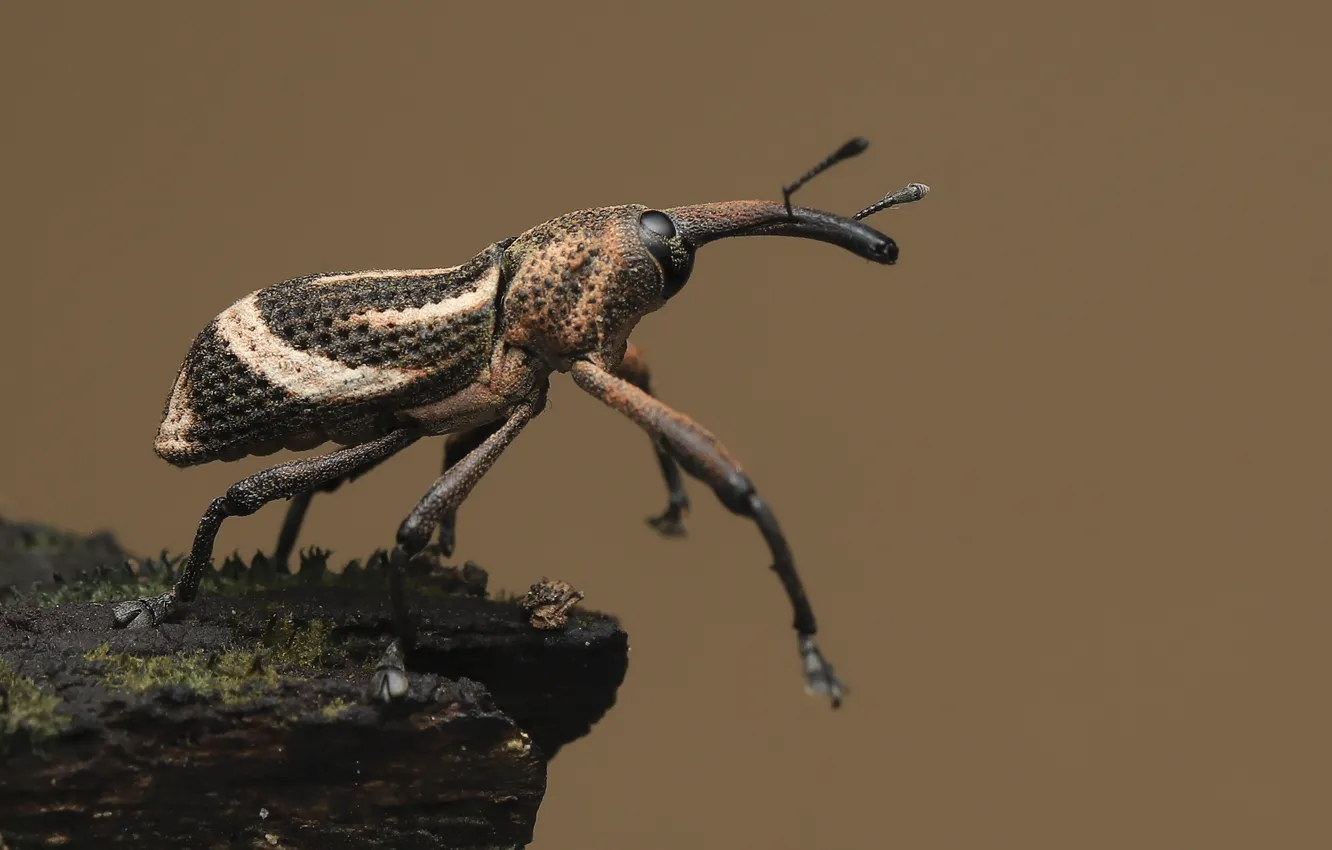Photo wallpaper macro, insect, macro, insect, cotton weevil, large beetle, the big bug, Anthonomus grandis
