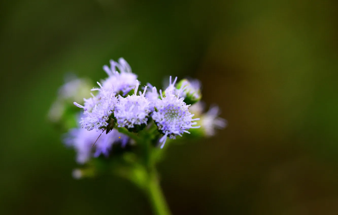 Photo wallpaper greens, macro, flowers, buds, lilac, inflorescence, Ageratum