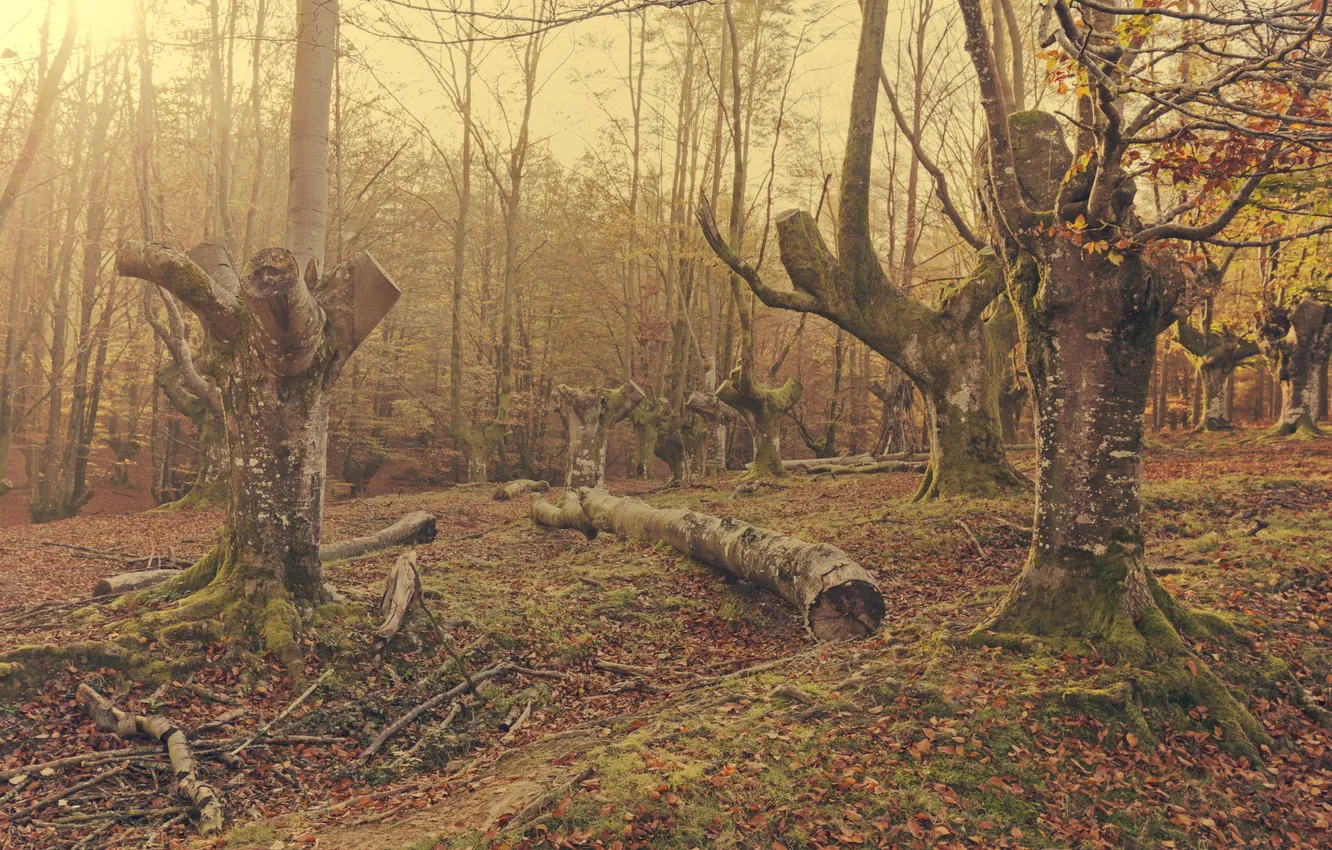 Photo wallpaper sunshine, forest, trees, leaves, branches, moss