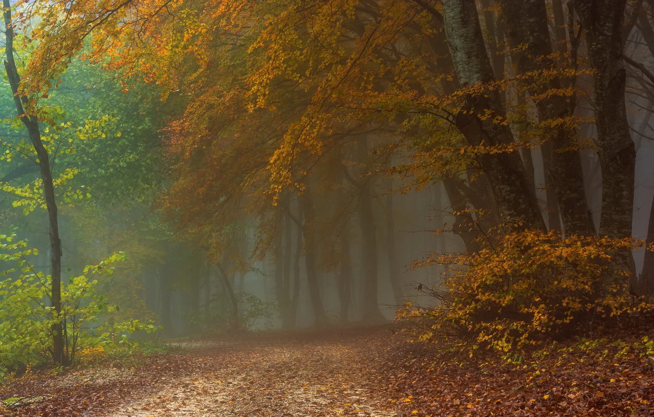 Photo wallpaper road, autumn, forest, fog