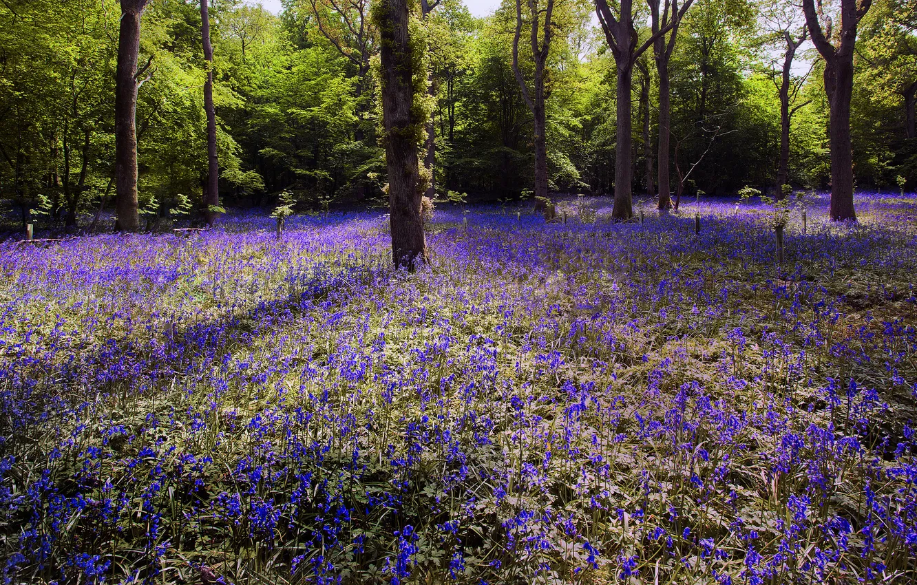 Photo wallpaper summer, trees, flowers, Park