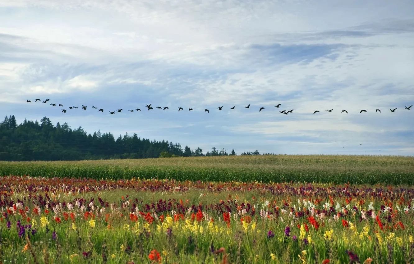 Photo wallpaper field, flowers, bird, meadow, Brazil, geese