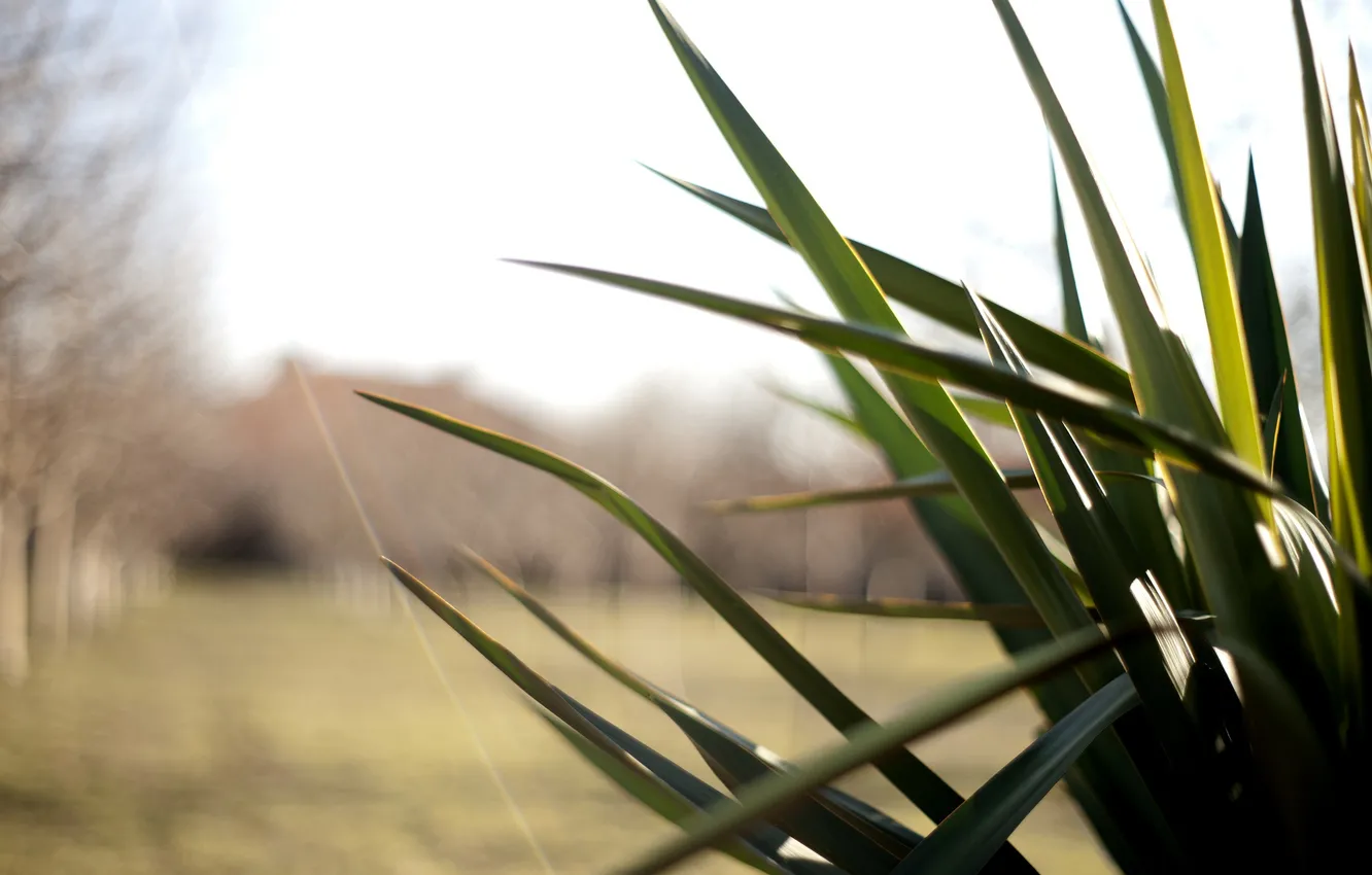 Photo wallpaper leaves, green, plant