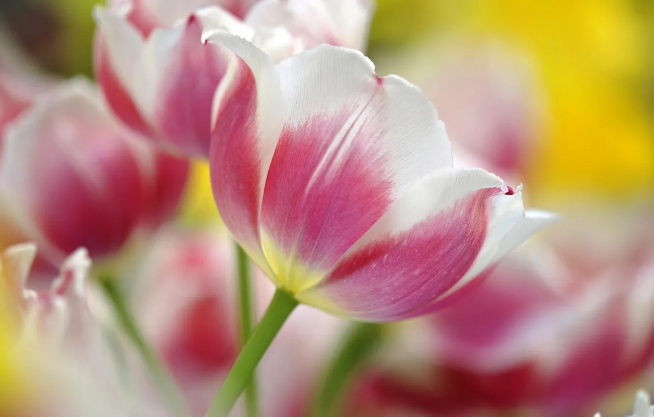 Photo wallpaper macro, flowers, spring, tulips, pink