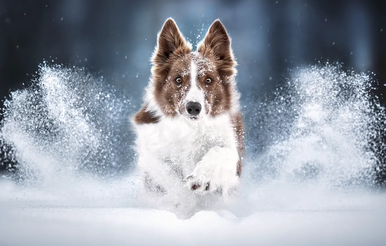Photo wallpaper winter, face, snow, dog, running, walk, The border collie