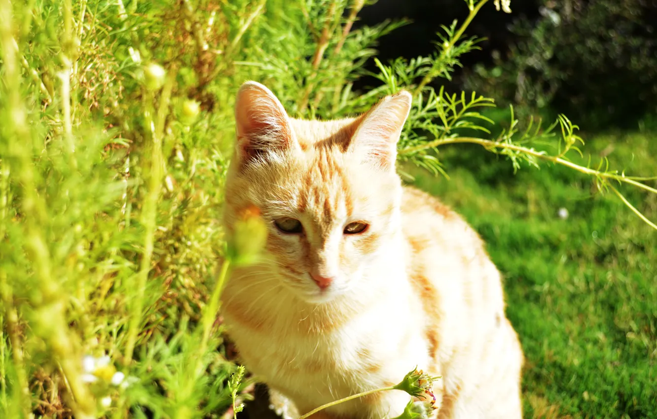 Photo wallpaper cat, beautiful, mesha