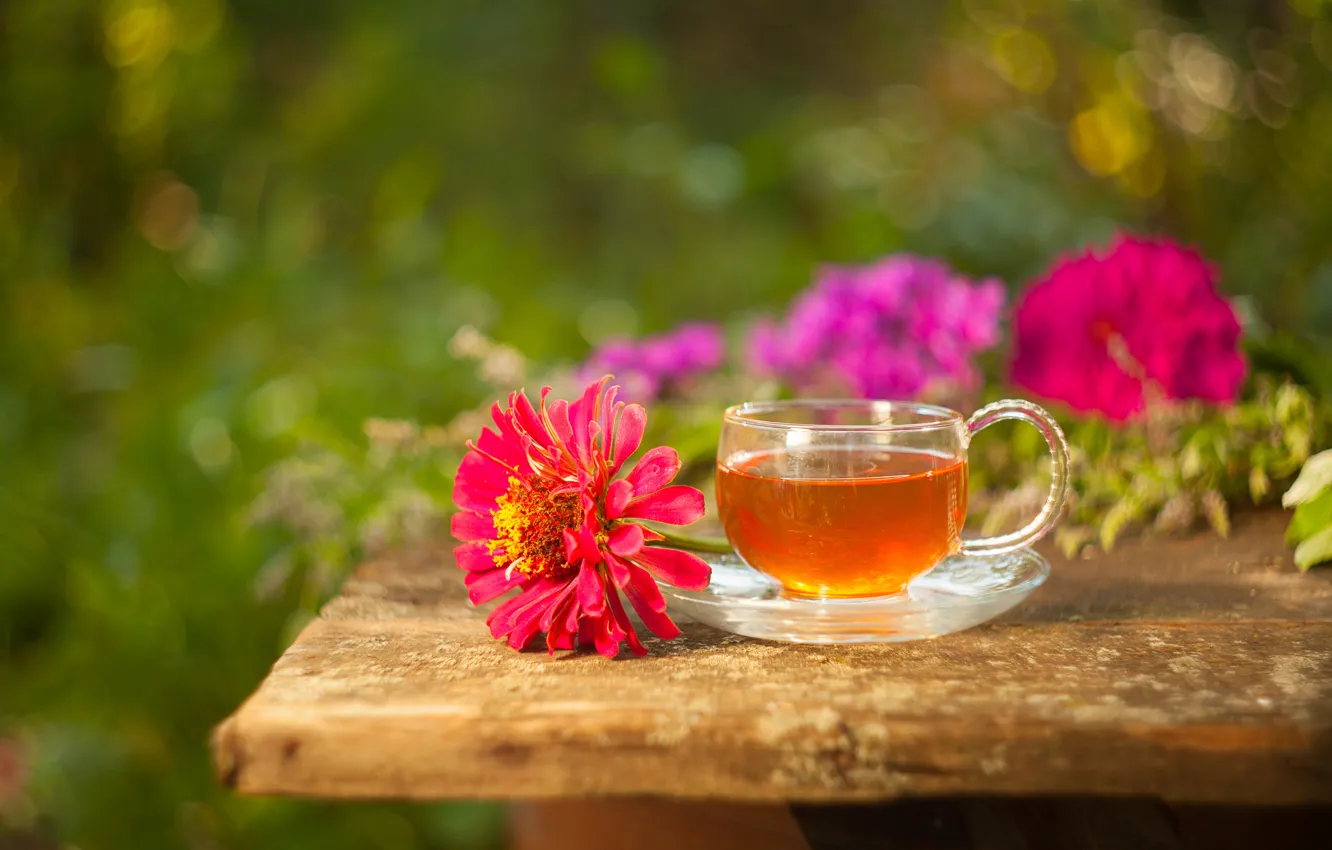 Photo wallpaper flowers, tea, drink, zinnia