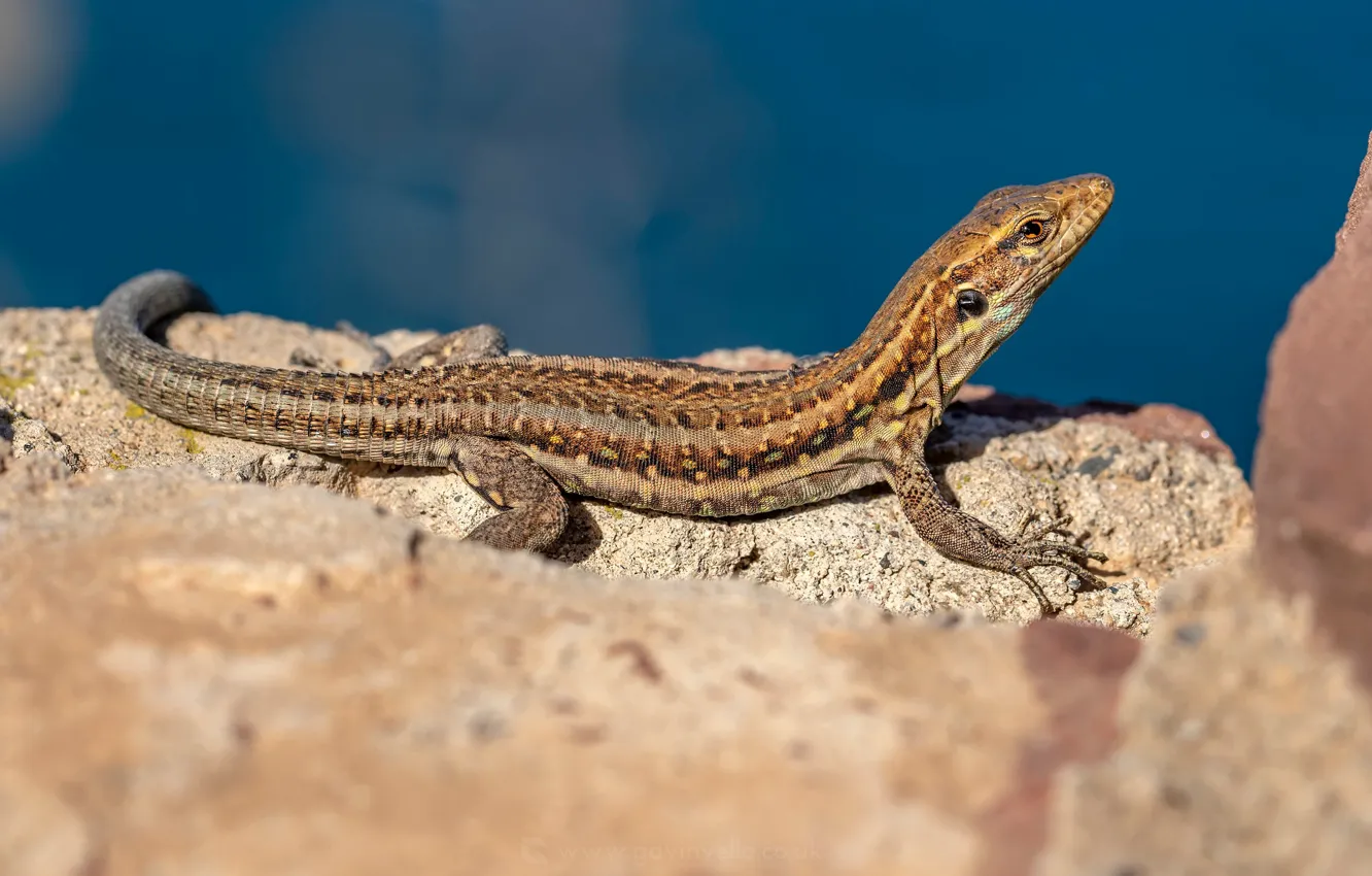 Photo wallpaper look, stones, background, shore, lizard, blue background, reptile