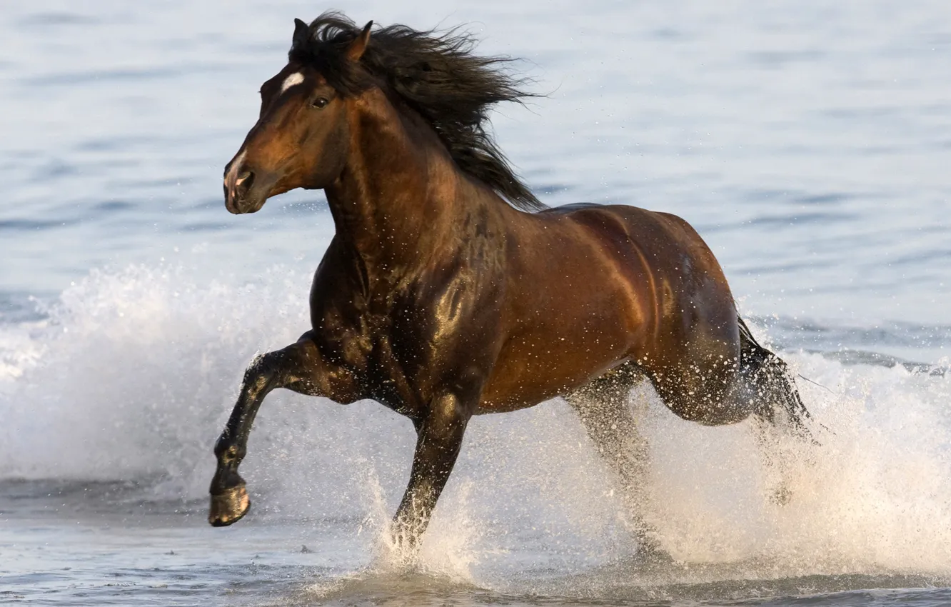 Photo wallpaper sea, water, animal, horse, running, sea, water, animal