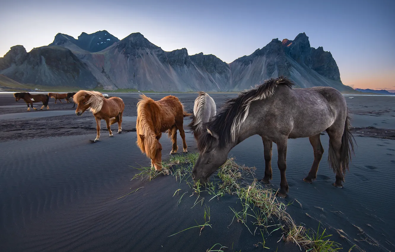 Photo wallpaper mountains, nature, horses, horse, Iceland, the herd, Icelandic