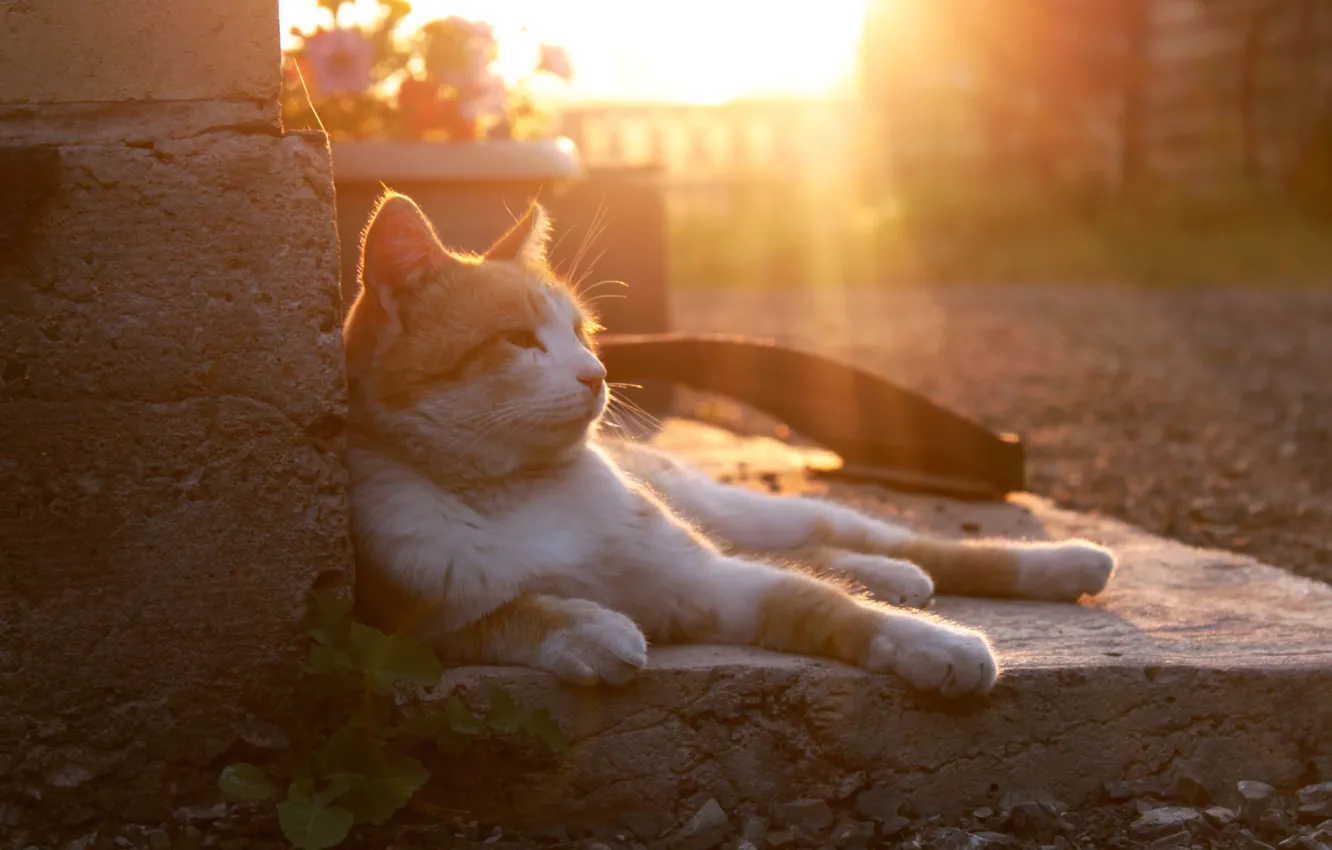 Photo wallpaper cat, cat, sunset, red, Kuzma