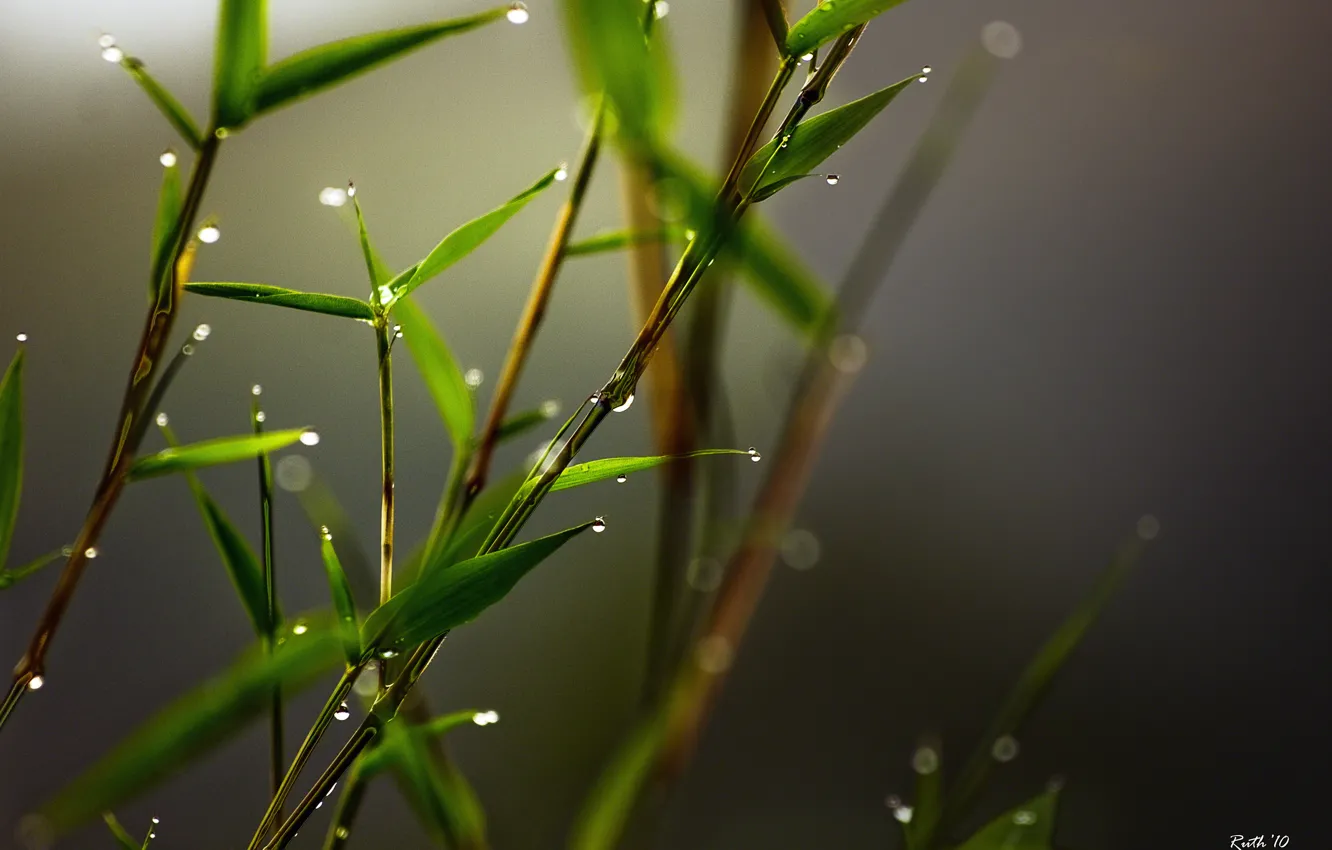 Photo wallpaper drops, macro, bamboo, peresharp, Ruth Mora рhotography