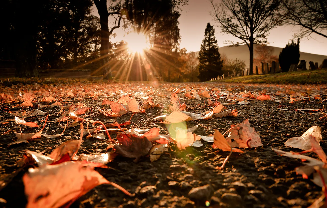Photo wallpaper road, autumn, the sun, macro, rays, light, glare, foliage