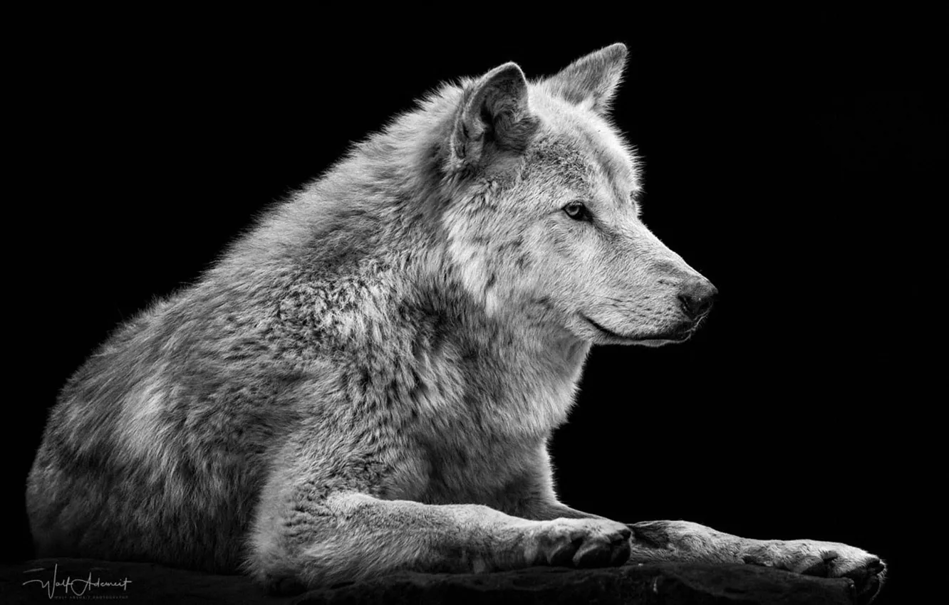 Photo wallpaper Predator, nature, animal, wolf, wildlife, portrait, portrait., Canis lupus. face