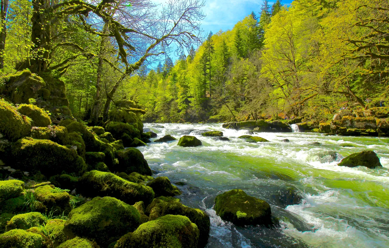 Photo wallpaper forest, landscape, nature, river, stones