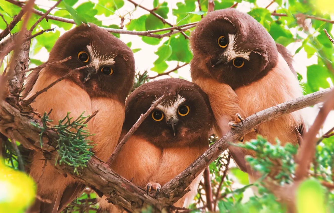 Photo wallpaper birds, Chicks, north American shaggy - legged owl
