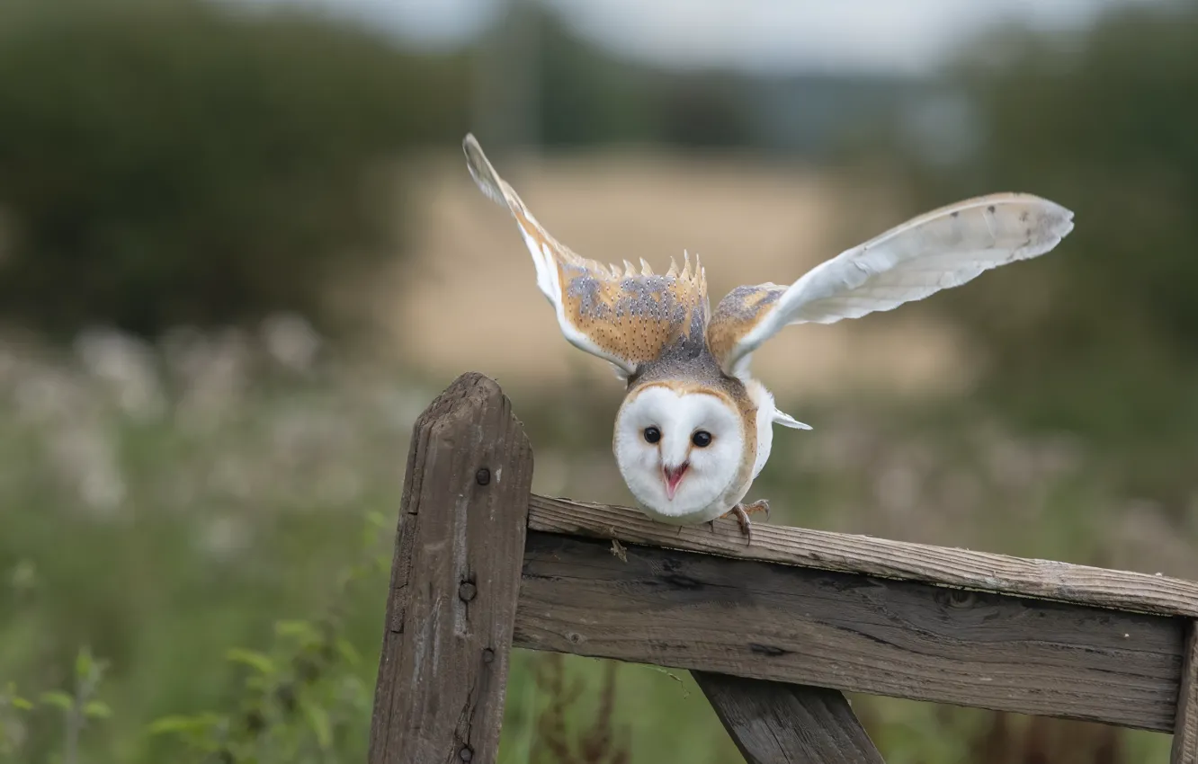 Photo wallpaper look, pose, owl, bird, Board, the fence, the barn owl, flap
