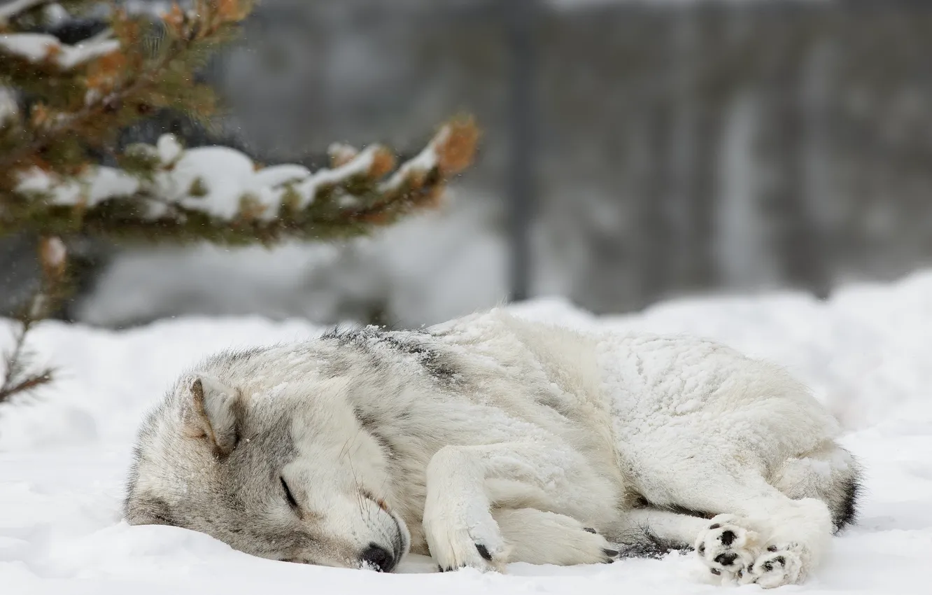 Photo wallpaper winter, forest, snow, wolf, spruce, sleeping, forest, nature