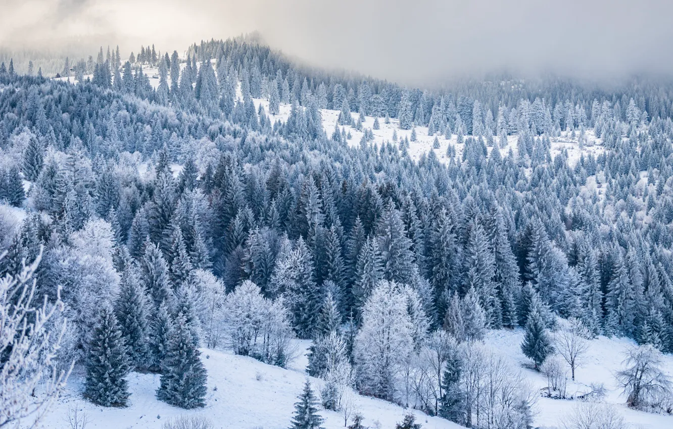 Photo wallpaper winter, frost, forest, snow, trees, mountains, nature, fog