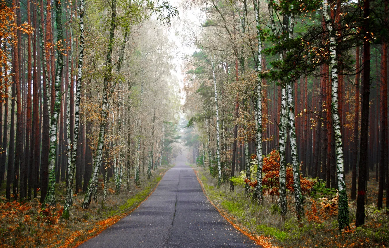 Photo wallpaper road, autumn, forest, trees, fog, birch