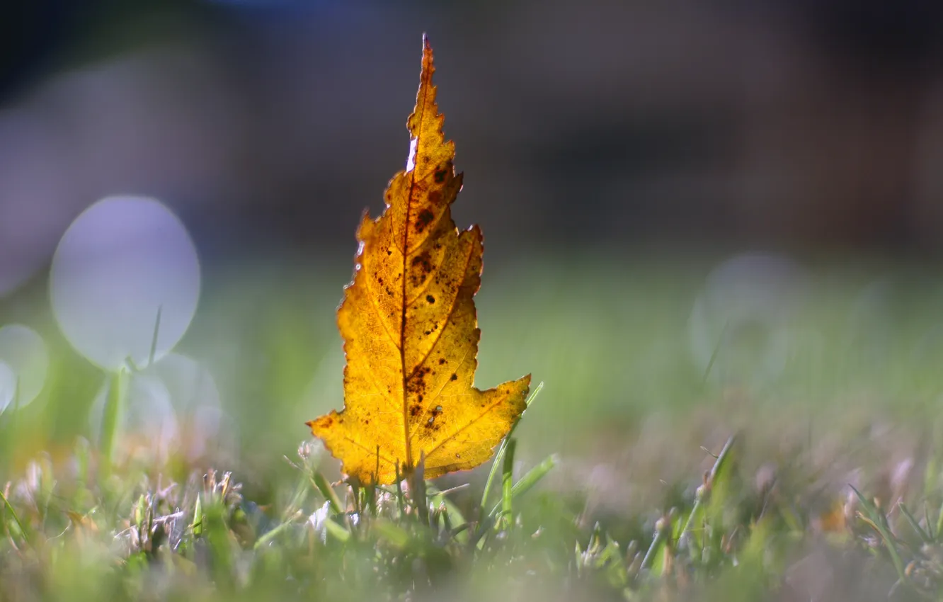 Photo wallpaper grass, leaves, macro, up