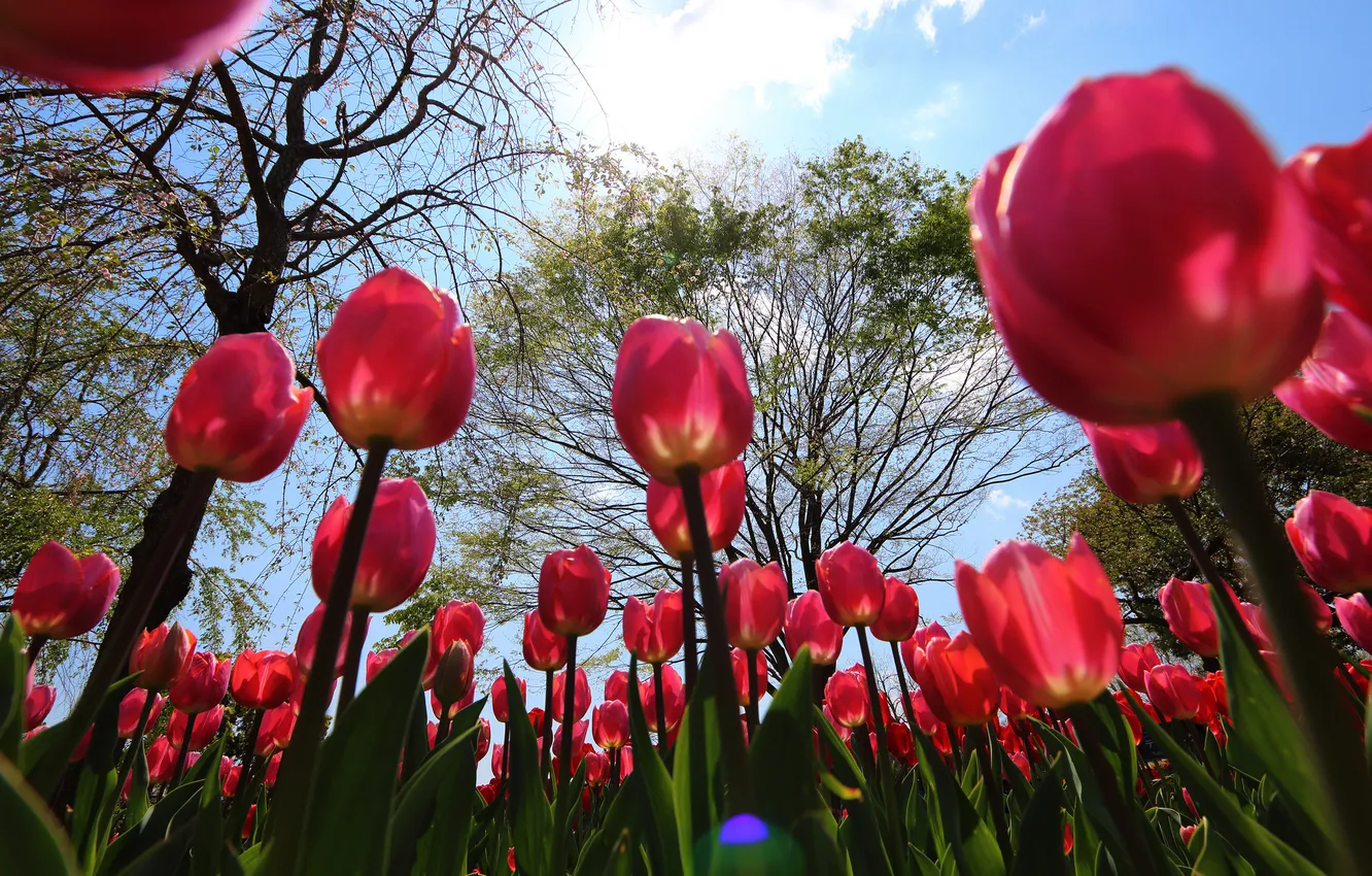 Photo wallpaper the sky, trees, flowers, tulips