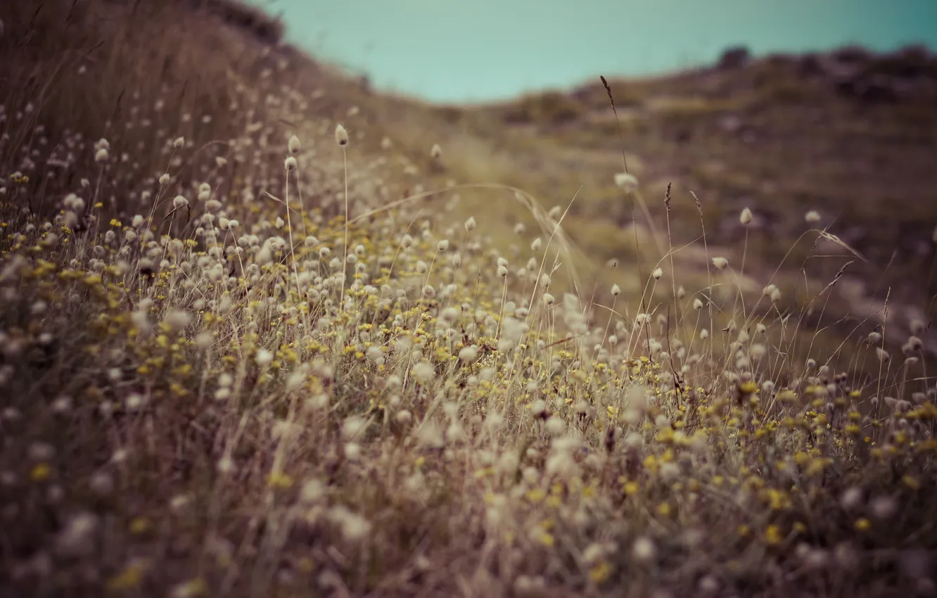 Photo wallpaper field, grass, flowers