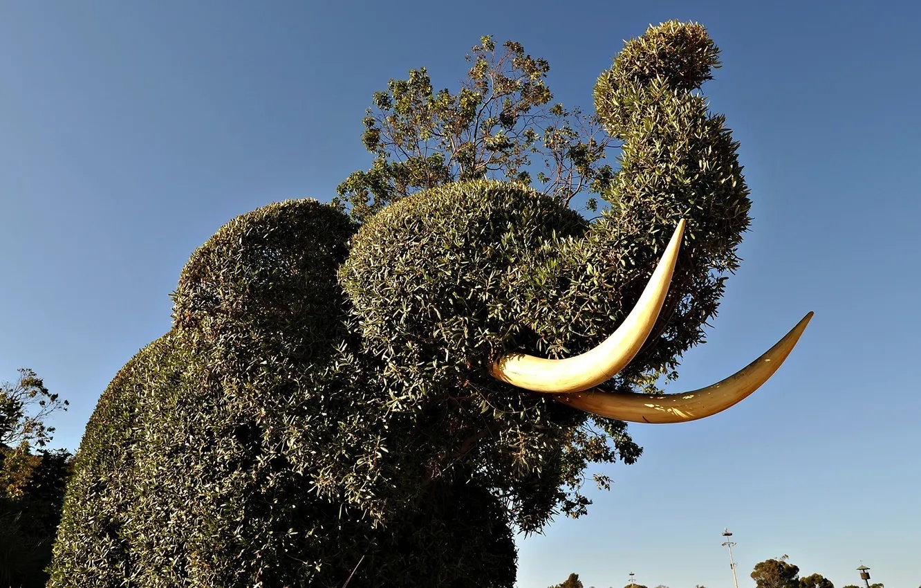 Photo wallpaper animal, elephant, figure