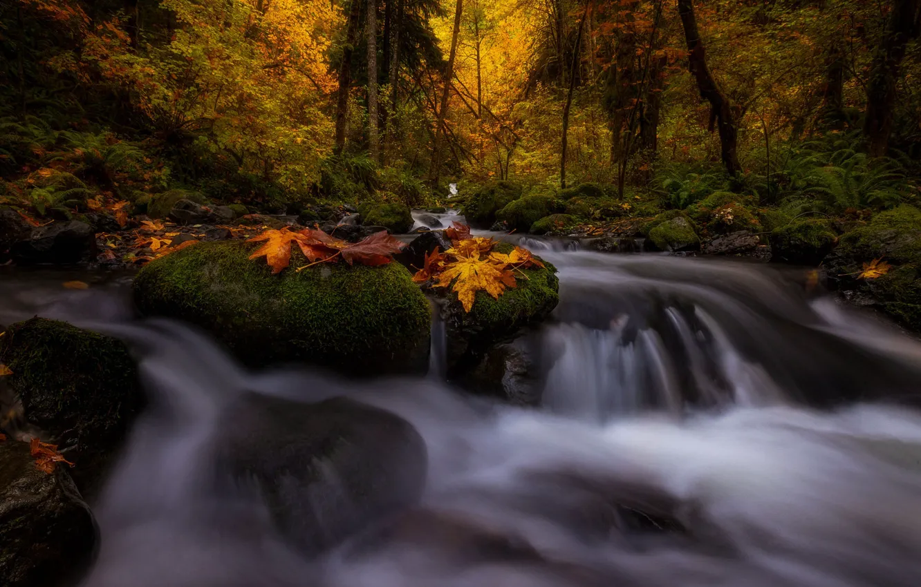 Photo wallpaper autumn, forest, trees, landscape, nature, stones, foliage, waterfall