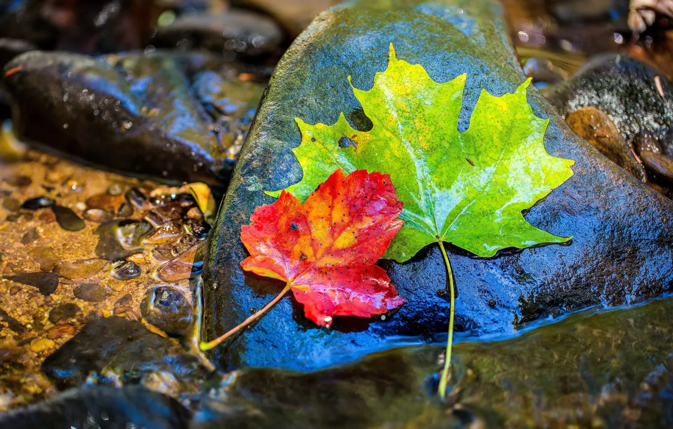 Photo wallpaper autumn, leaves, water, drops, stones