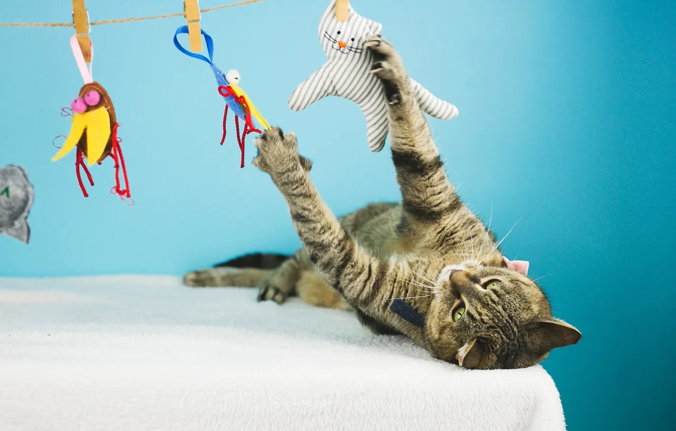 Photo wallpaper toy, pose, cat, the game, look, lies, grey, striped