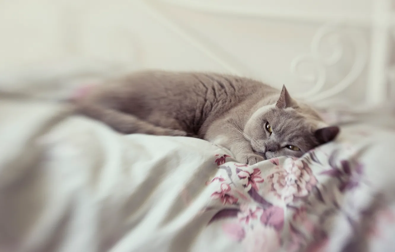 Photo wallpaper cat, cat, look, pose, grey, blur, bed