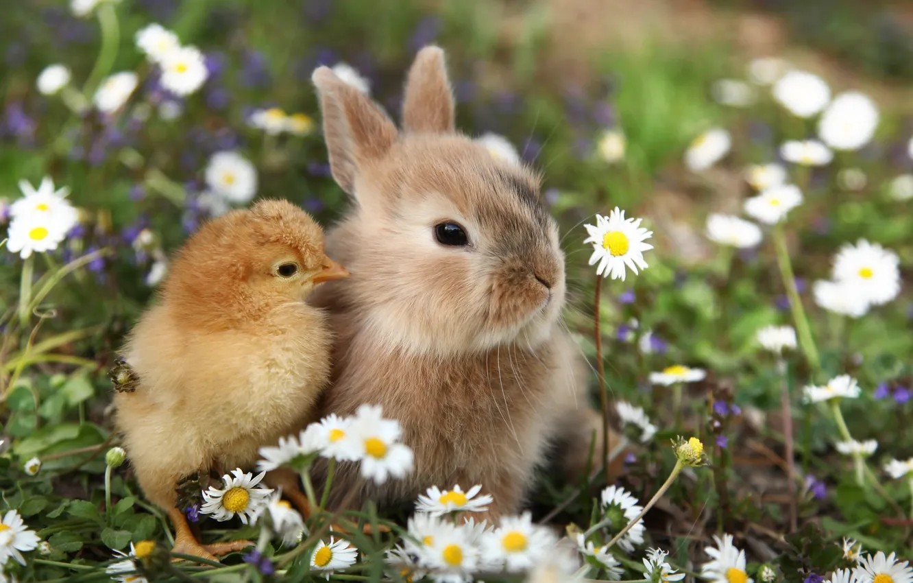 Photo wallpaper nature, rabbit, weed, chicken, friends