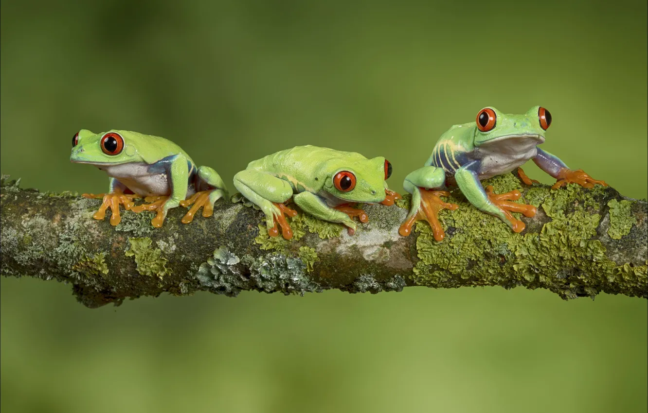 Photo wallpaper moss, branch, frogs